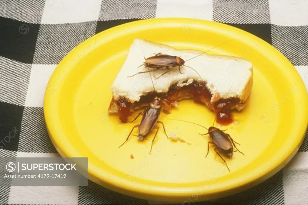 American Cockroach eating improperly stored food (Periplaneta americana)