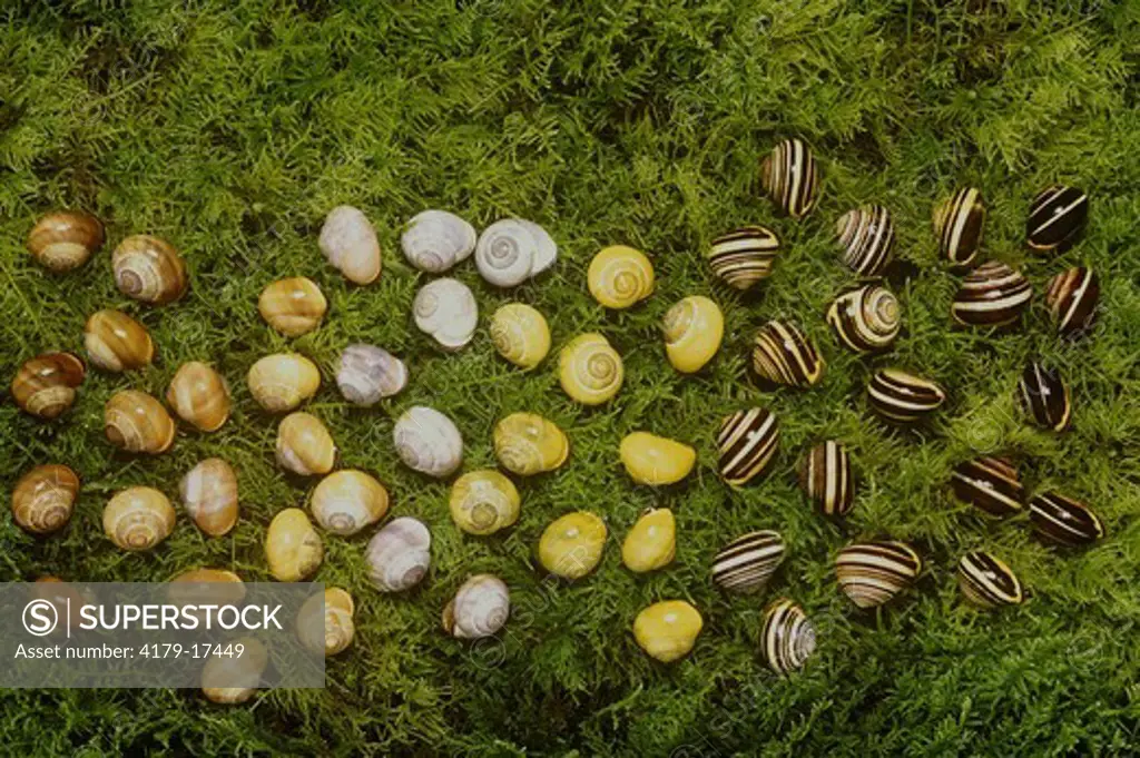 Banded Snail: Genetic Polymorphism (Cepaea nemoralis), Scotland