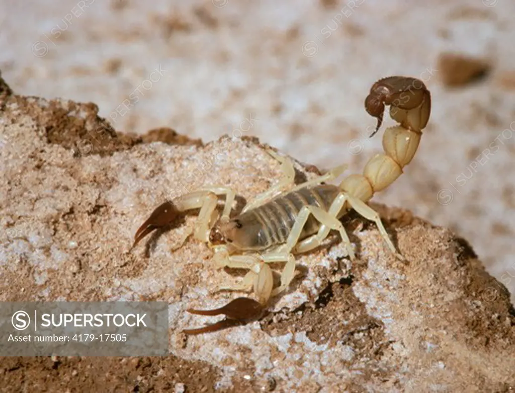 Fat-tailed Scorpion hunting (Androctonus australis) Sahara Tunisia