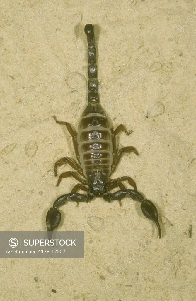 Omani Nebo Scorpion (Nebo omanensis) venomous, Oman