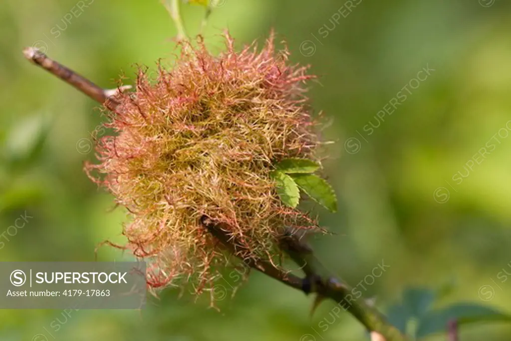 Mossy Rose Gall on multiflora rose caused by gall wasp (Diplolepis rosae) Ithaca, NY