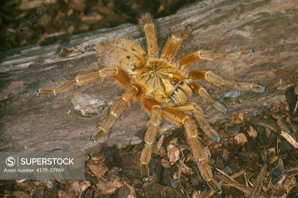 Usambara Orange Baboon Tarantula (Pterinochilus Murinus) Adult ...