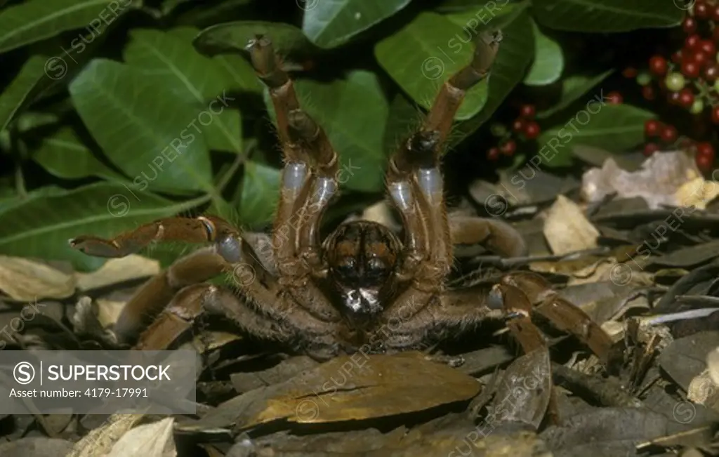 King Baboon Spider (Citharischius crawshayi) Threat Display, Africa