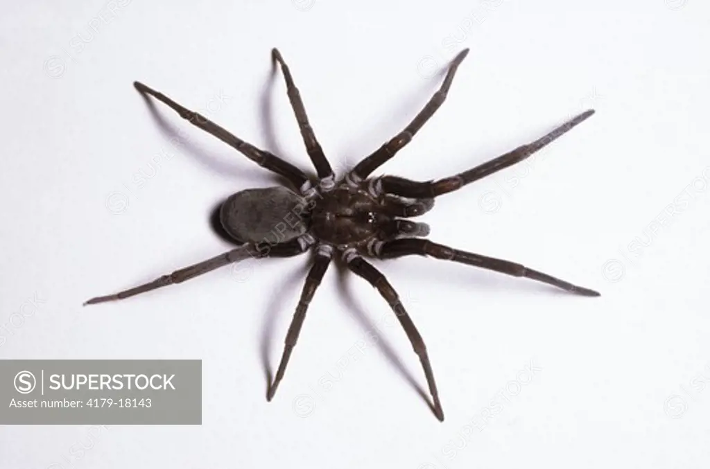 Large House Spider aka S. Crevice Spider (Filistata hibernalis) silo