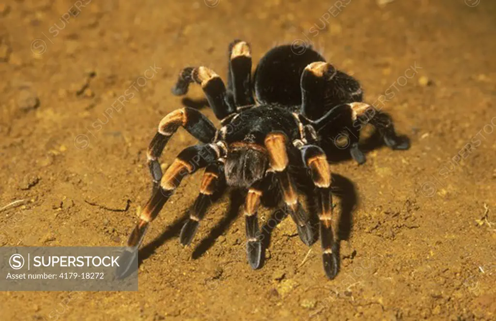 Red Kneed Spider (Euathlus smithi) C.A.