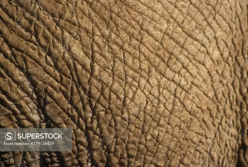 Skin Detail of Af. Elephant (Loxodonta africana), Samburu G.R., Kenya