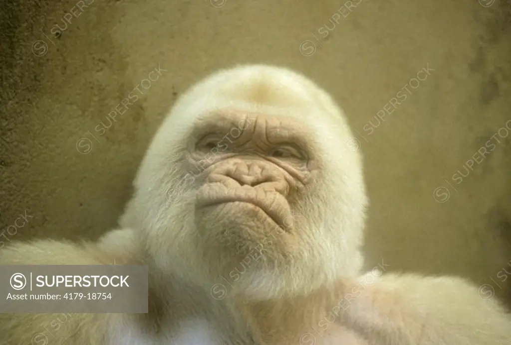 Albino Gorilla Snow Flake Barcelona, Spain (Zoo)