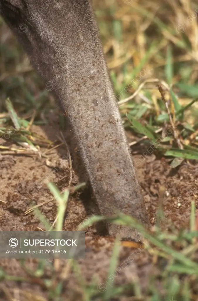 Giant Anteater eating Fire Ants (Myrmecophaga tridactilus), Caiman Ecological Reserve, Pantanal, Brazil