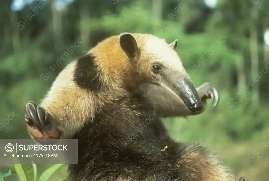 Collared Anteater aka Tamandua (Tamandua tetradactyl) Defense Posture