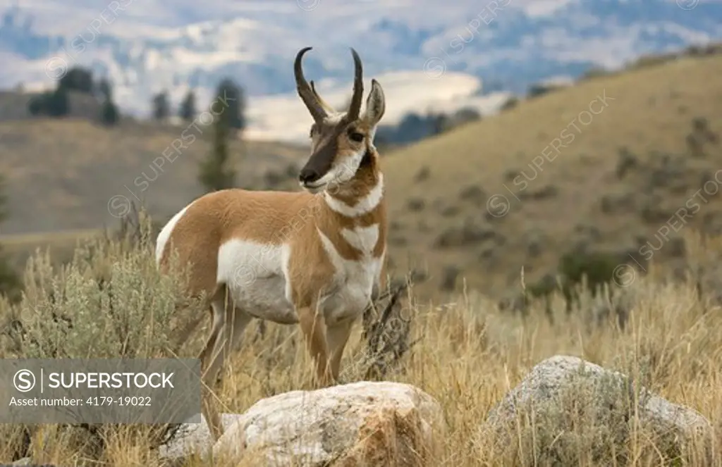 Pronghorn in Yellowstone National Park, WY - fall 09/30/2005