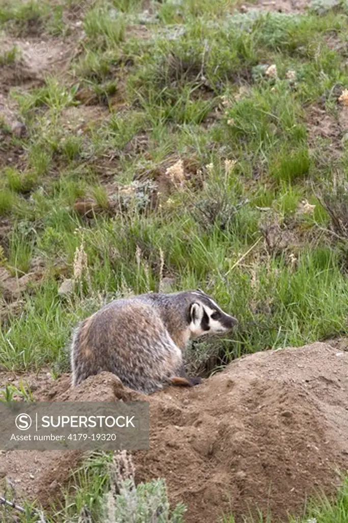 American Badger (Taxidea taxus) at densite in sagebrush, Yellowstone NP, WY