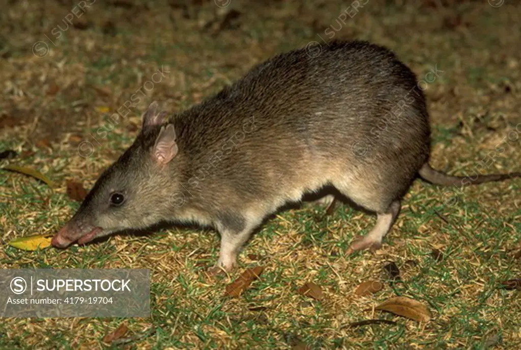 Long-nosed Bandicoot (Perameles nasuta), Lamington NP, Australia