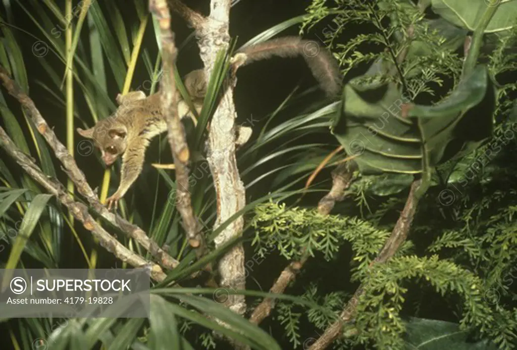 Demidoff's Dwarf Galago/Bushbaby (Galagoides demidovii) Central Africa