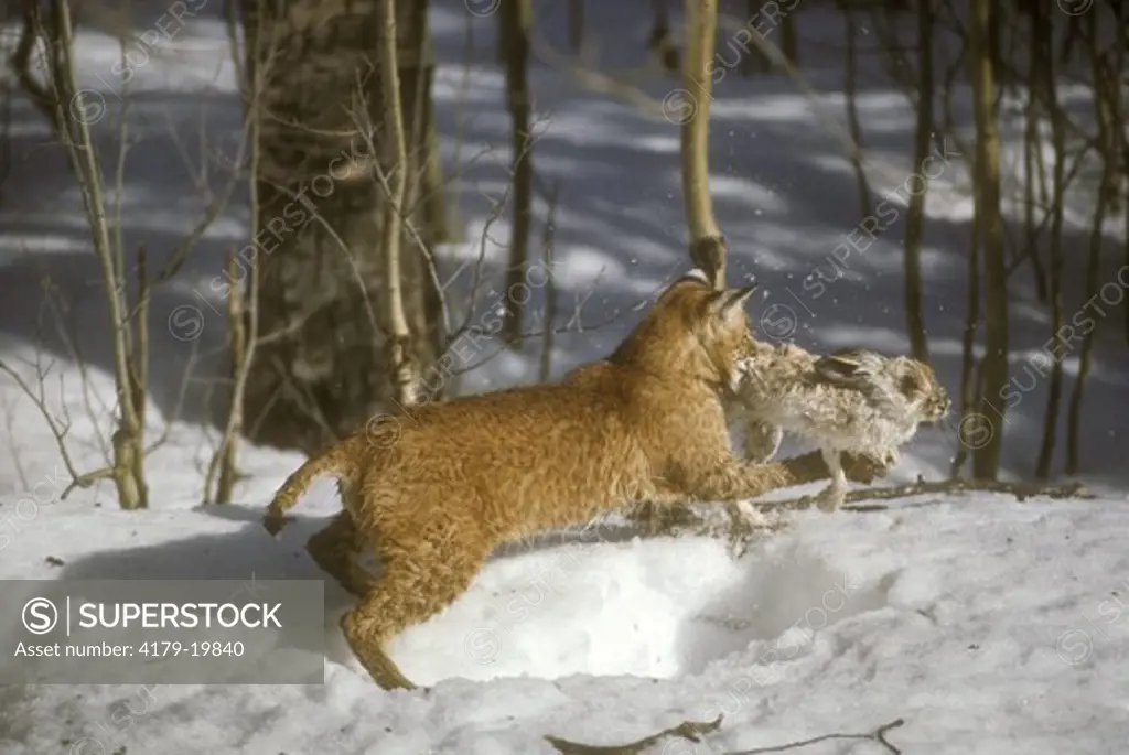 Bobcat Chasing Snowshoe Hare, Vallecito Reservoir, near Durango, CO.