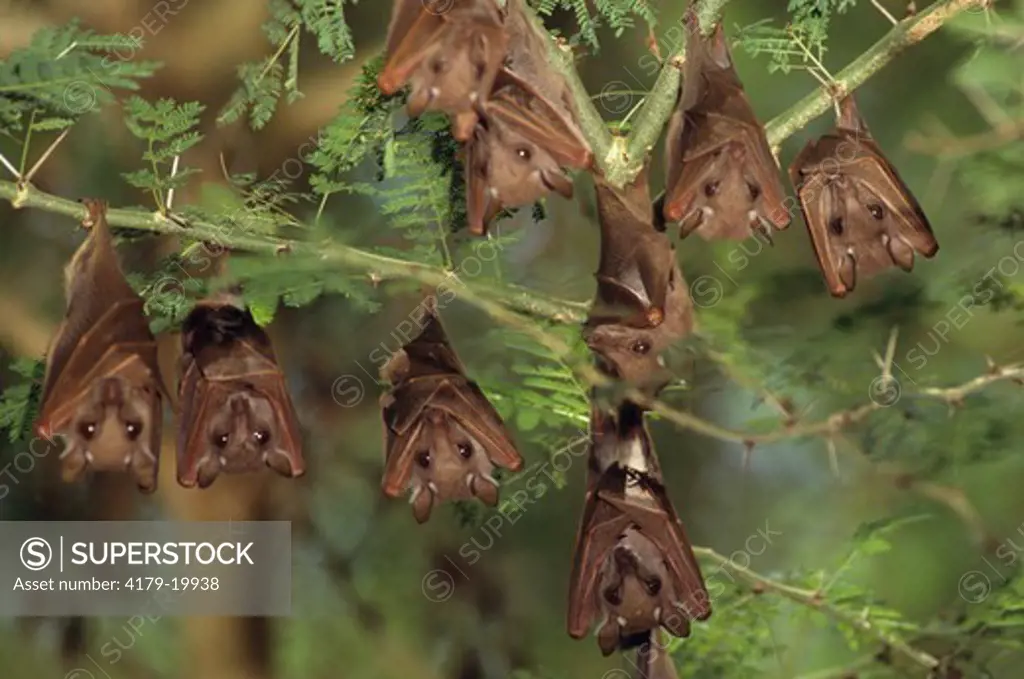 Epauleted Fruit Bats (Epomops franqueti) sleep in Acacia Tree, group, Kenya
