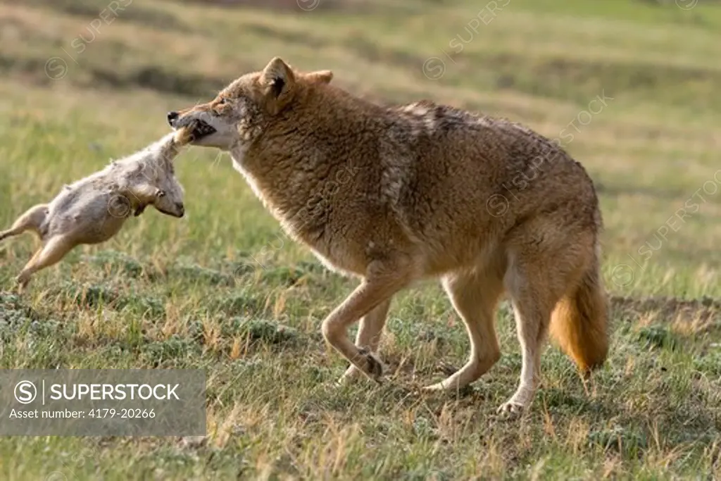 Coyote (Canis latrans), with Black-tailed Prairie Dog prey in mouth, captive  Medora North Dakota