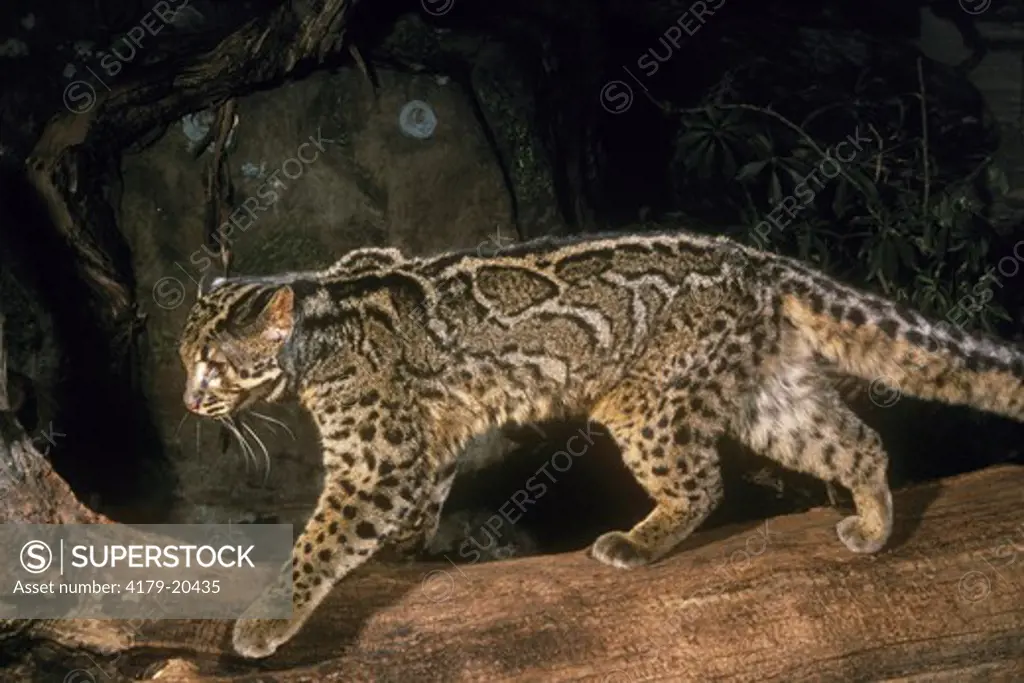 Marbled Cat (Felis mamorata) Himalayas to Sumatra & Borneo