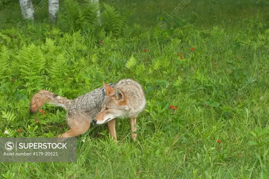 Coyote (Canis latrans)  urinating or leaving scent Controlled conditions