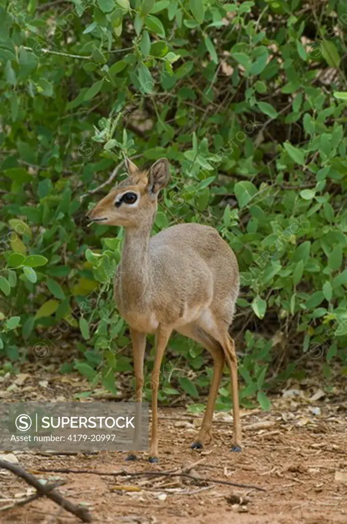 Guenther's Dik-dik by bushes, Samburu National Reserve, Kenya