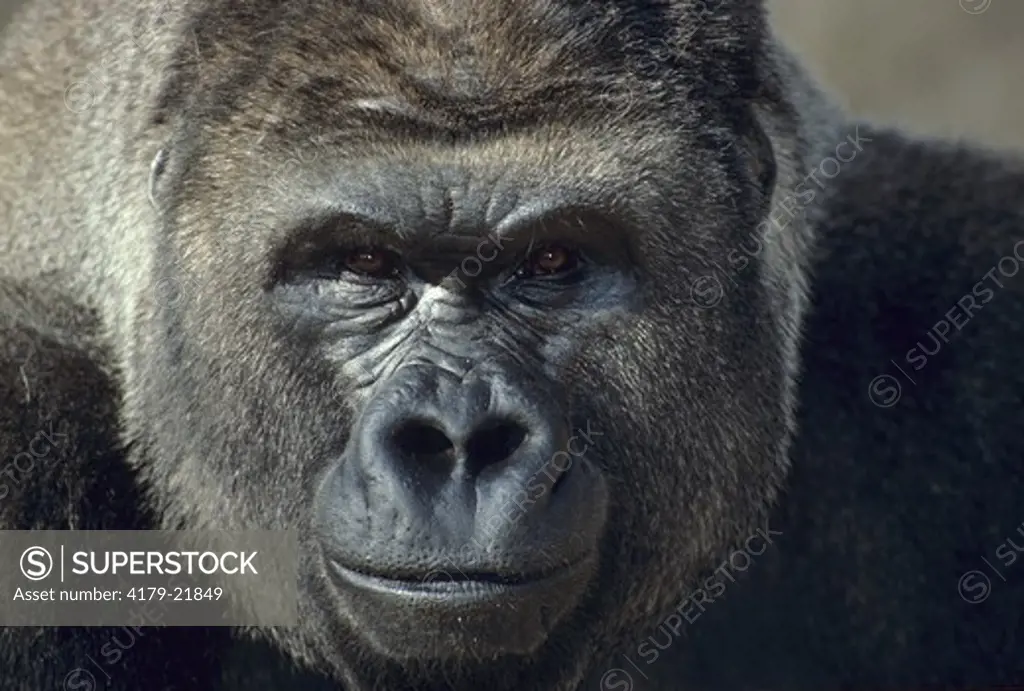 Lowland Gorilla, headshot