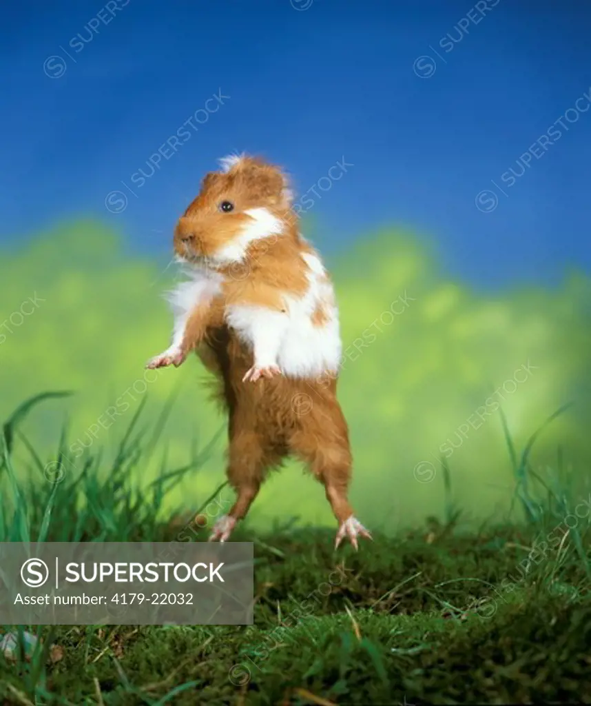 Guinea pig hot sale jumping around