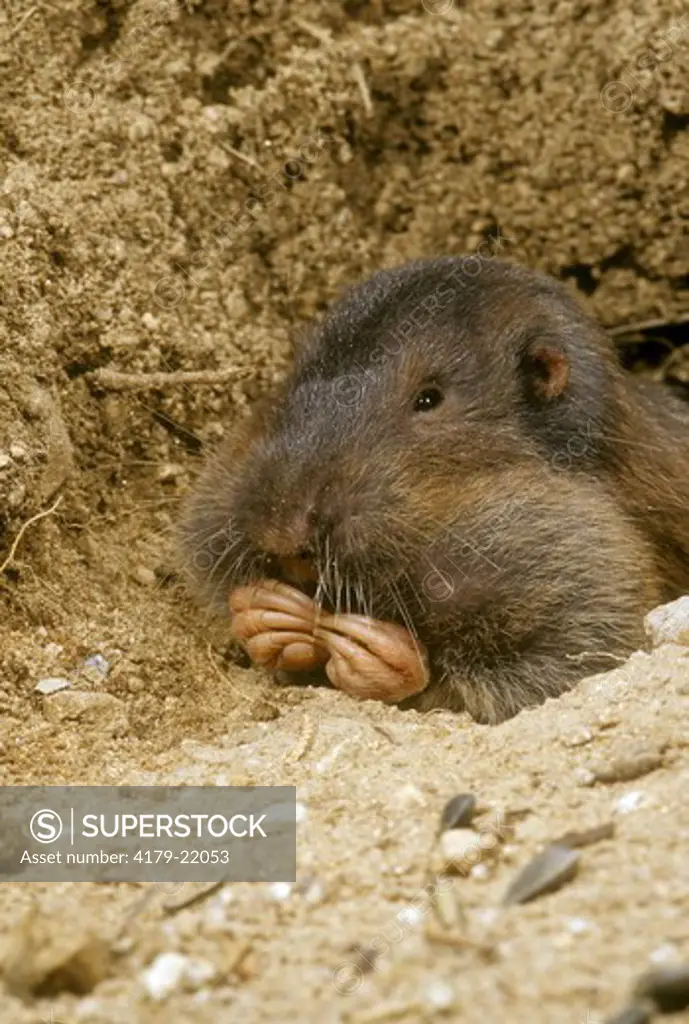 Southern Pocket Gopher (Thomomys umbrinus), SE AZ