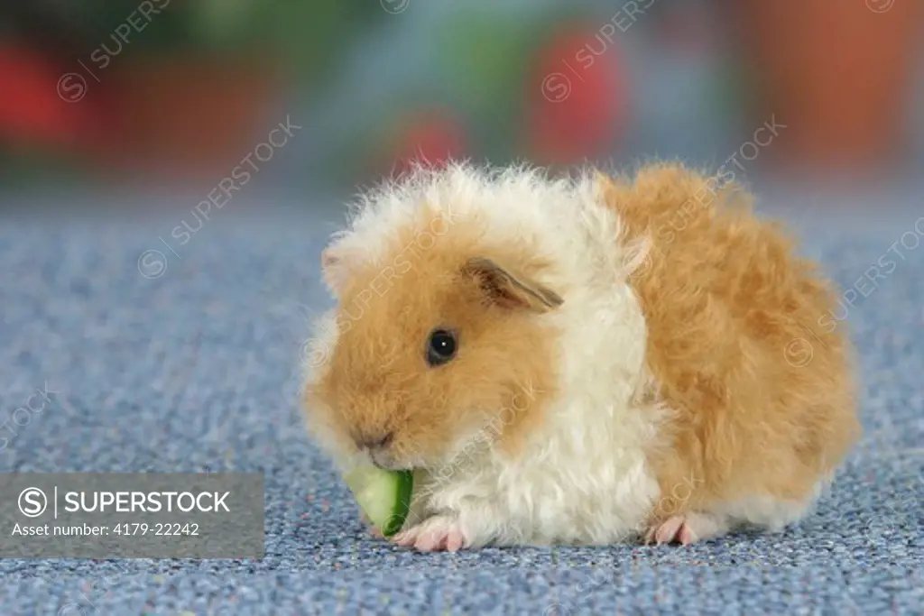 Texel Guinea Pig, buff-white