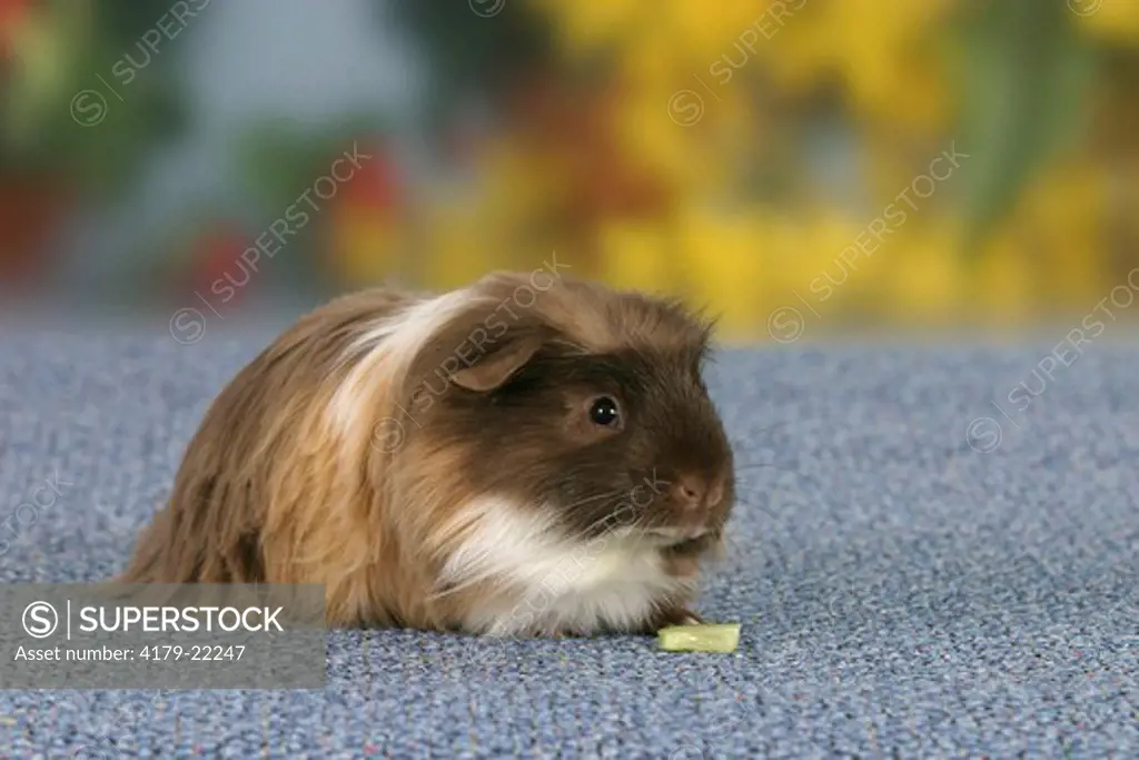 Coronet Guinea Pig, chocolate-golden-white