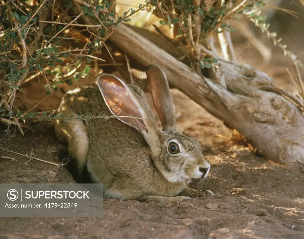Cape Hare adult in shadow of Maerua crassifolia (Lepus capensis) Sahara Niger Tenere