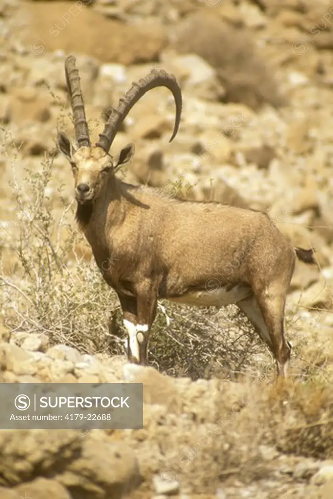 Nubian Ibex (Capra ibex), Sinai Desert, Israel