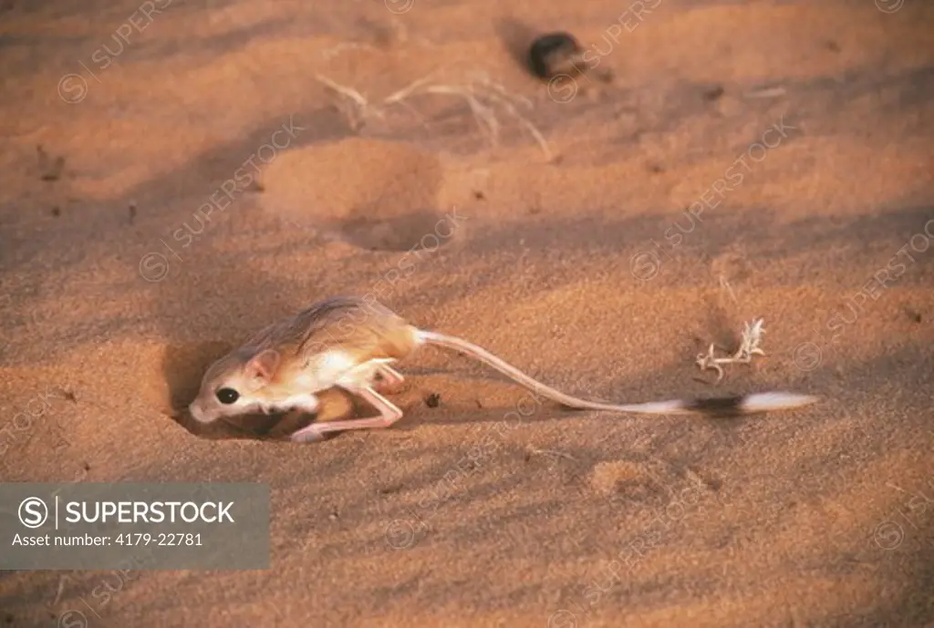 Desert Jerboa adult digging hole (Jaculus jaculus) Sahara - South Tunisia