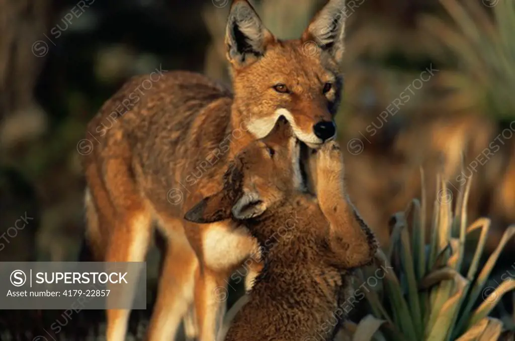 Simien Jackal / Ethiopian Wolf mother and cub at den, cub begging for mother to regurgitate food (Canis simensis) Bale Mountains, Bale National Park, Ethiopia