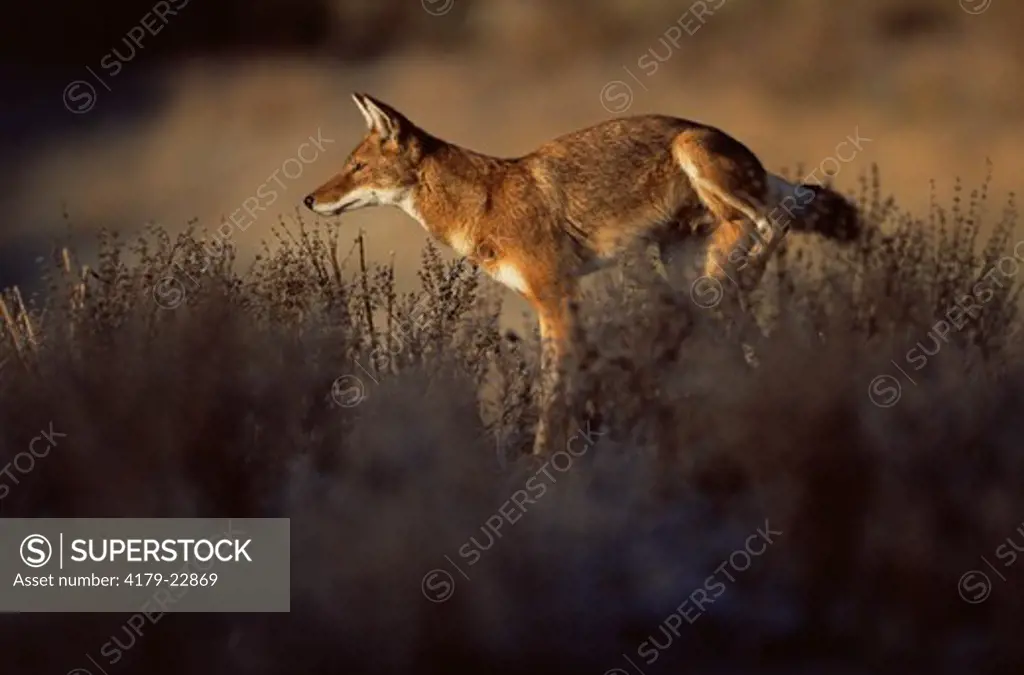 Simien Jackal / Ethiopian Wolf scent marking territory (Canis simensis) Bale Mountains, Bale National Park, Ethiopia