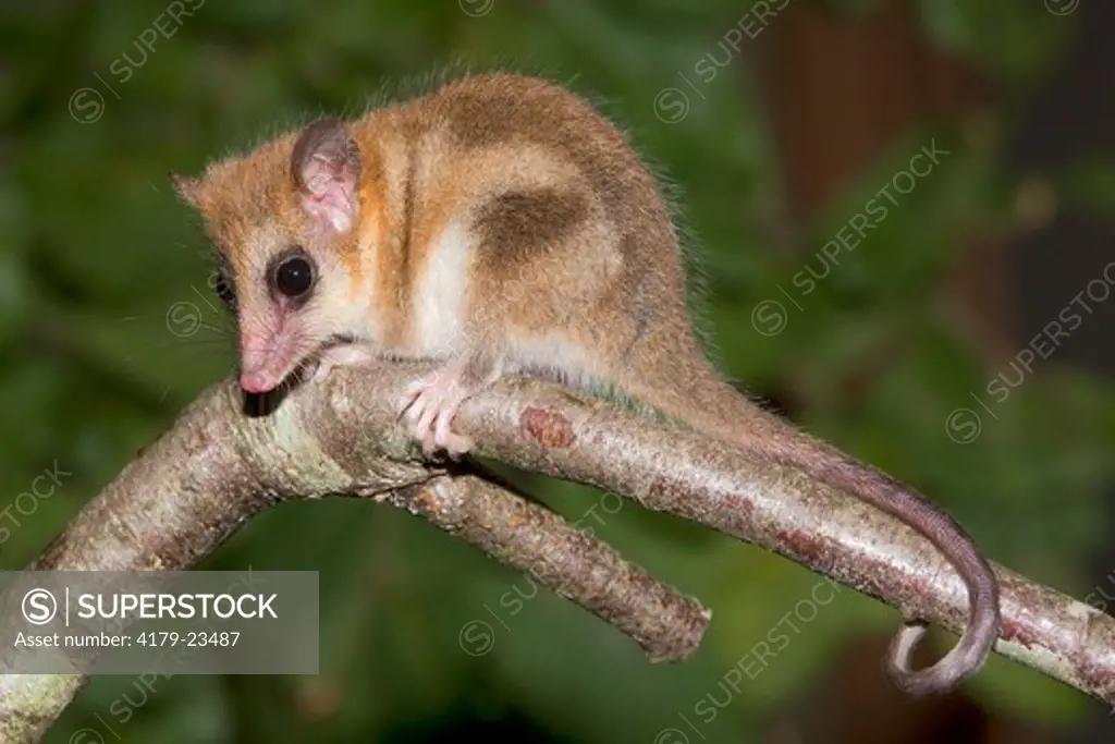 Monito del Monte (Dromiciops gliroides) or 'little mountain monkey' (a small marsupial), Valdivia, southern Chile