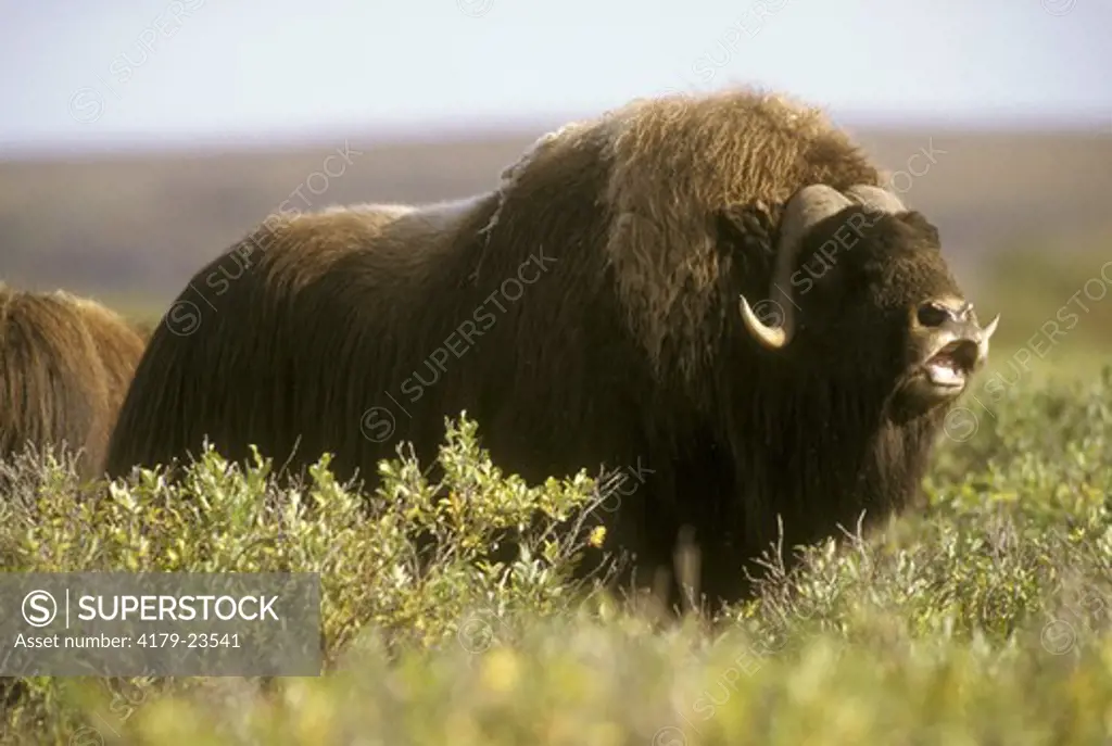 Musk Ox Bull sniffing Cow's Scent (Ovibos moschatus), Rutting Season,  N Slope, AK