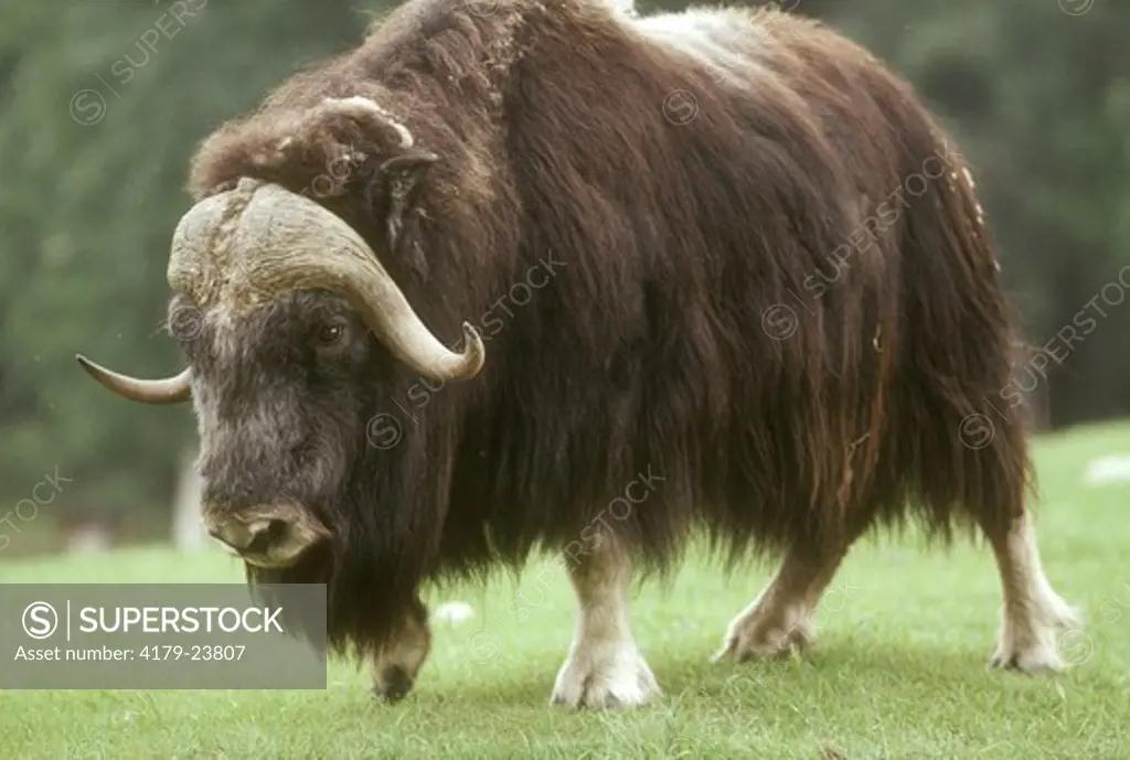 Musk Oxen  (Ovibos moschatus)