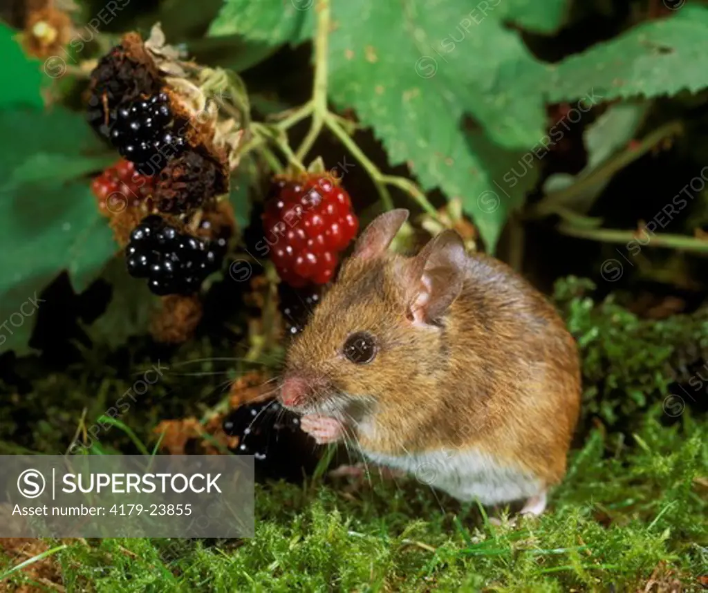 Wood Mouse eating Blackberries (Apodemus sylvaticus), Germany