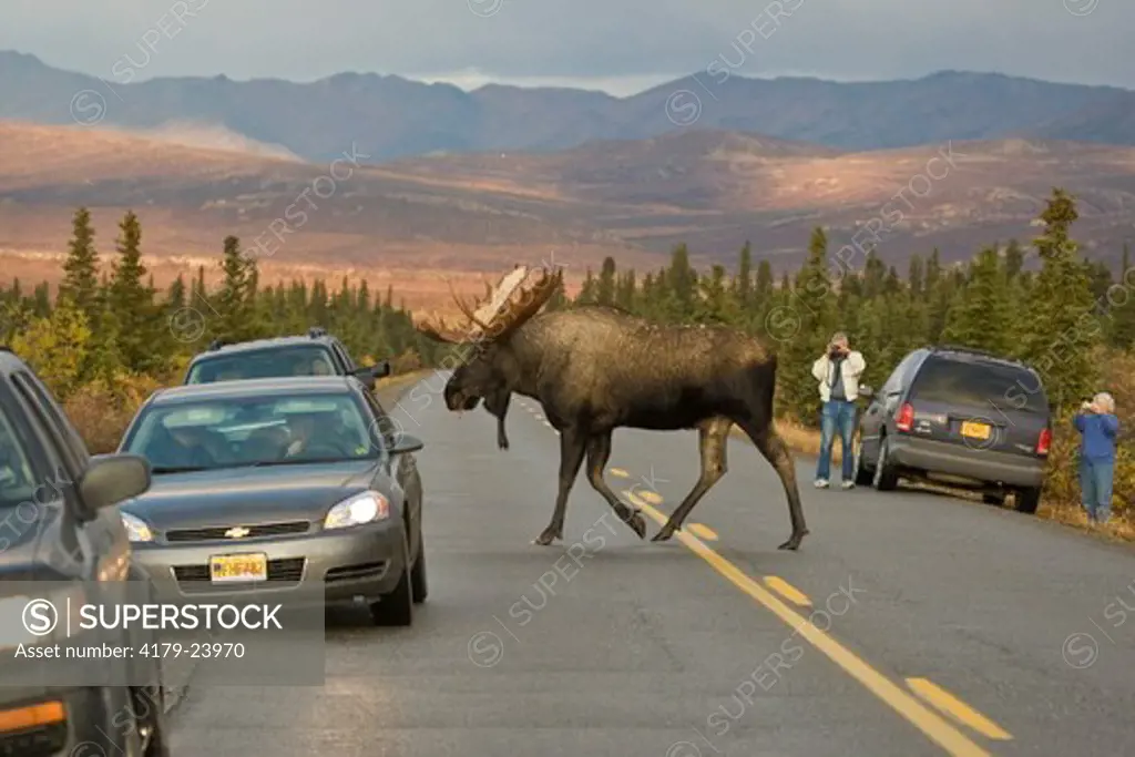 Moose crossing Road, Denali National Park, Alaska