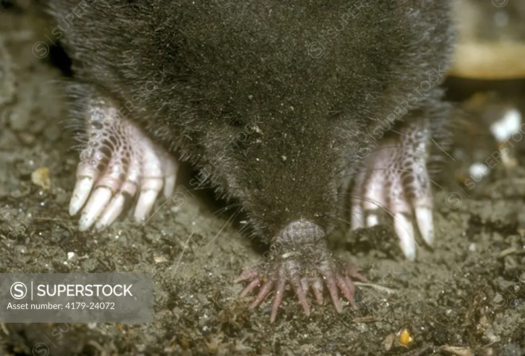Star-nosed Mole (Condylura cristata), Ithaca, NY