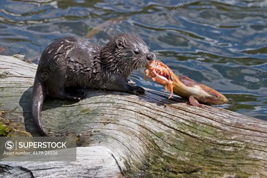 River Otter (Lutra canadensis) baby with fish in Yellowstone National Park
