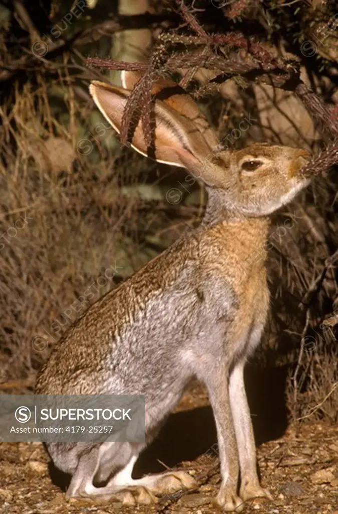 Antelope Jackrabbit (Lepus alleni) Arizona Eating Buckhorn Cactus