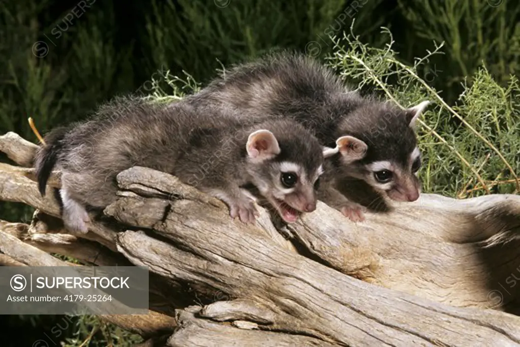 Two Ringtail Cat babies (Bassasicus astutus) Arizona