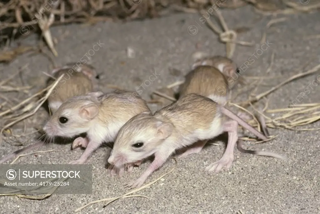 Desert Kangaroo Rat (Dipodomys deserti) CA, newly emerged Young