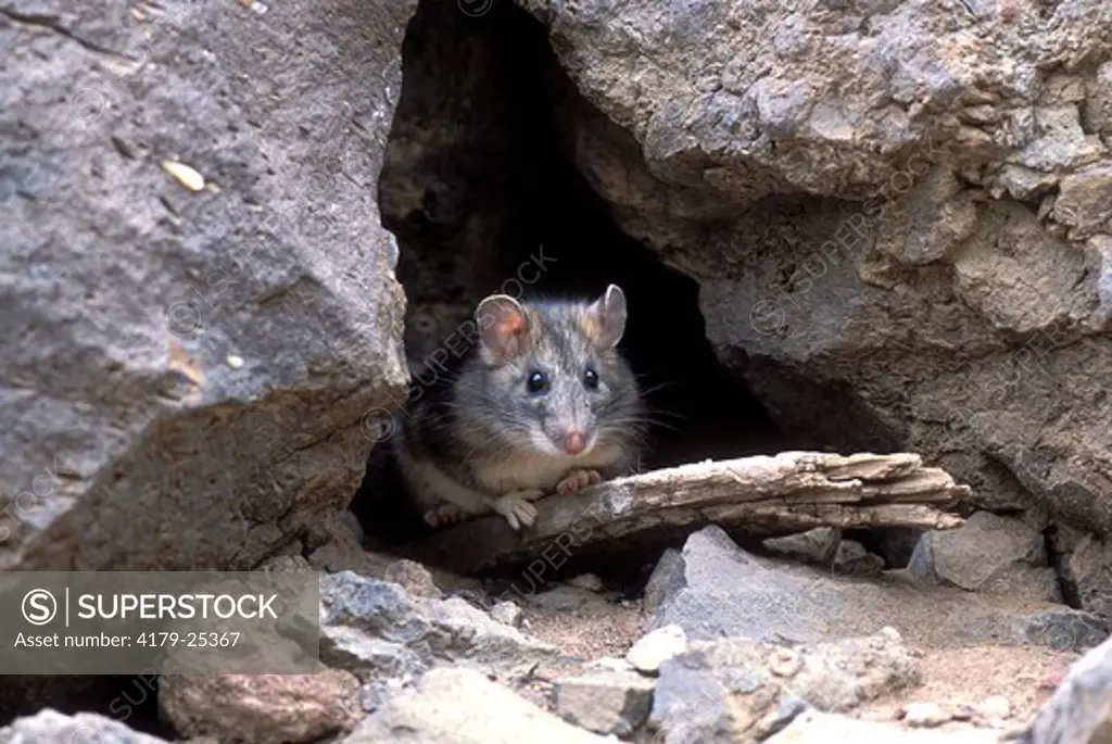 Bushy-tailed Woodrat 'Mountain Pack Rat' (Neotoma cinerea), alert Yellowstone National Park Wyoming