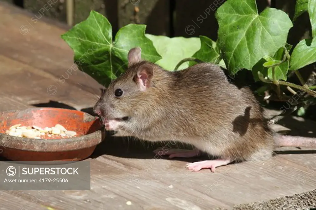 Brown Rat (Rattus norvegicus) Germany