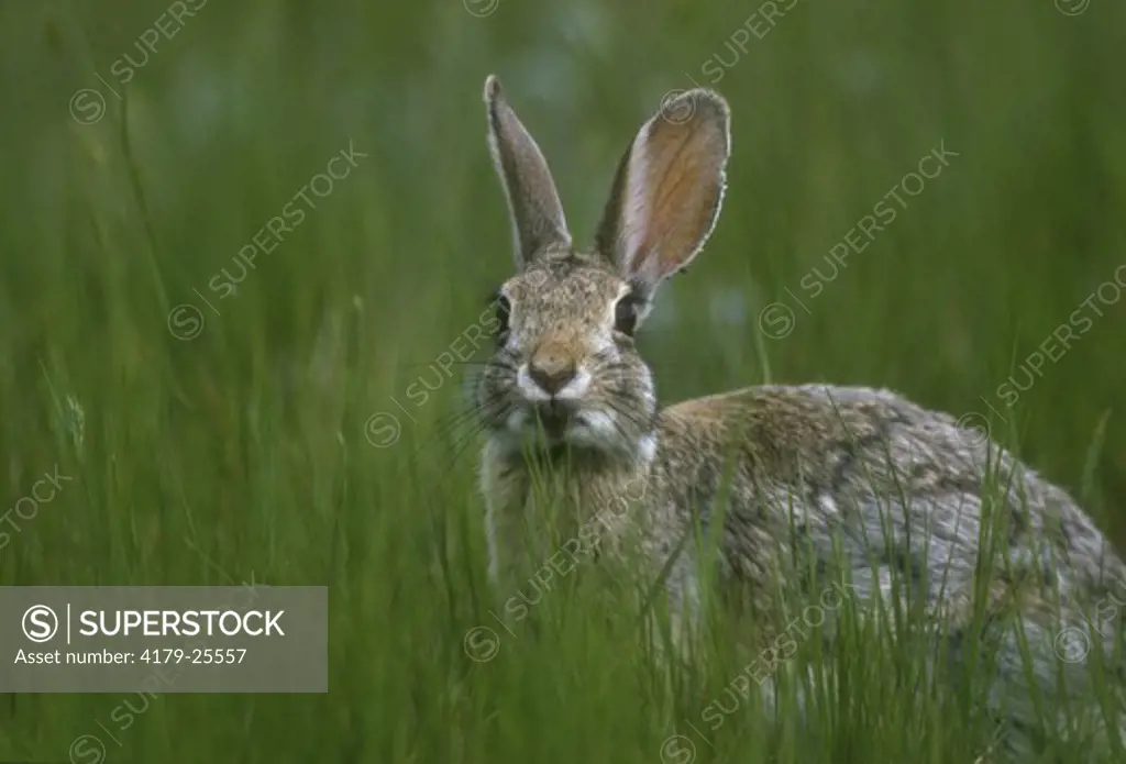 Desert Cottontail  (Sylvilagus audubonii) Greycliff, MT - in June