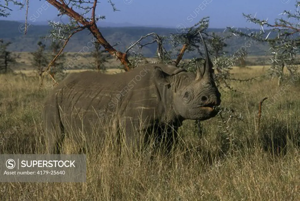 Black Rhino eating Acacia White Thorn (Acacia seyal) Lewa Downs - Kenya