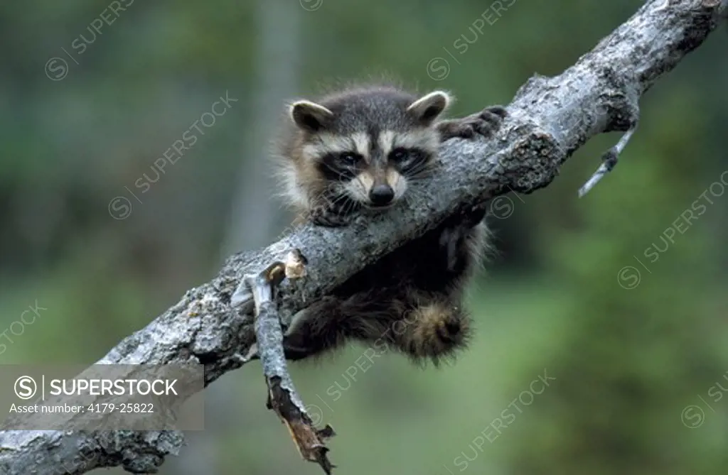 Baby Raccoon hanging on Limb (Procyon lotor) N-C America, Europe