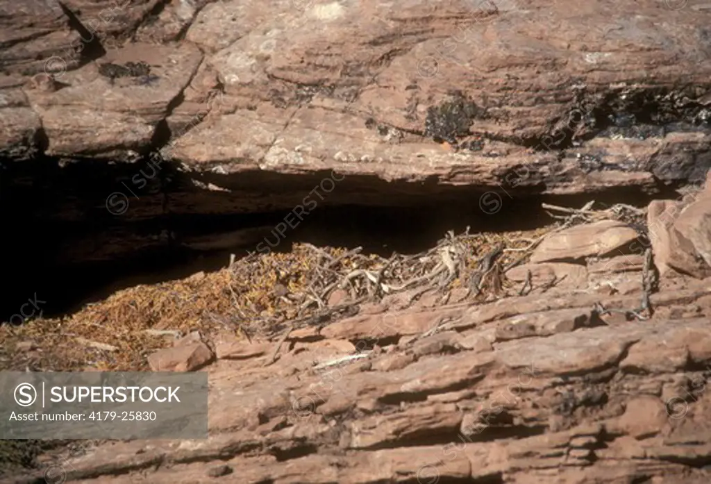 Nest of Woodrat in Rock Crevice (Neotoma sp) Arches National Park