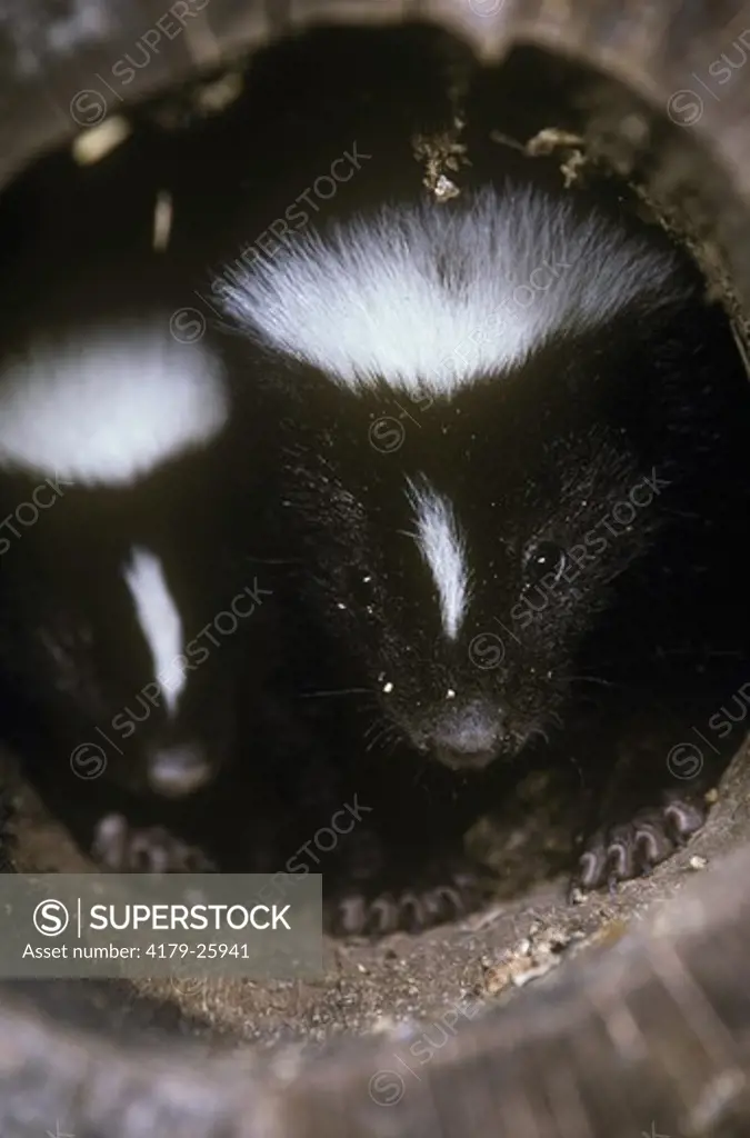 Striped Skunks in hollow log (Mephitis mephitis) den log Pine Barrens, NJ  July